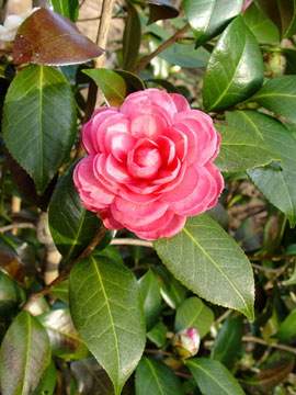 Camellia flower