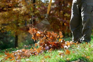 Raking up fallen leaves from lawn