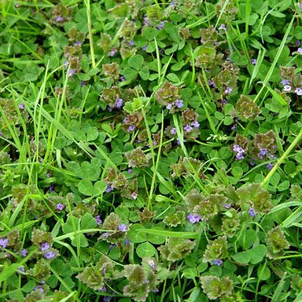 henbit and clover weeds in lawn