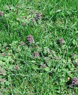 How to get your weedy lawn back under control • GreenView Fertilizer