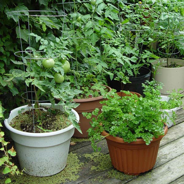 http://www.greenviewfertilizer.com/media/1045/veggie-garden-in-pots-600.jpg