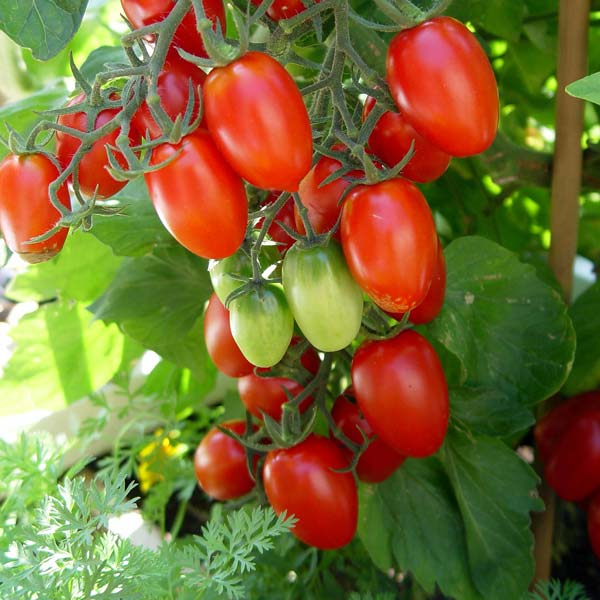 How Many Grape Tomatoes Per Plant  