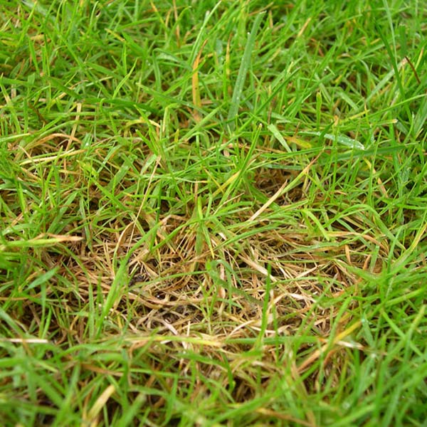 Brown Spots or Red Patches May Signal Lawn Disease • GreenView