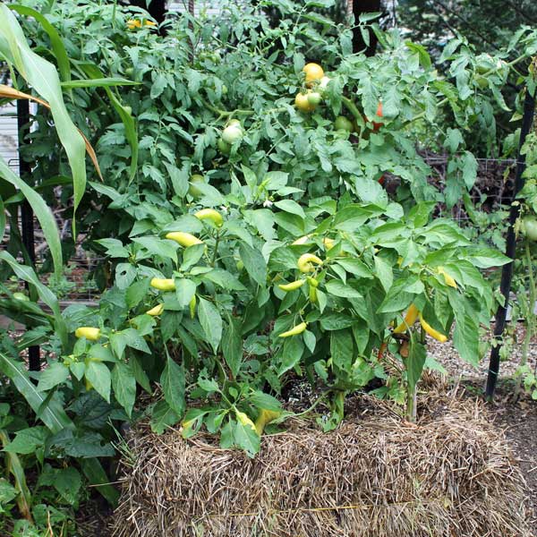 Straw bale gardening • GreenView
