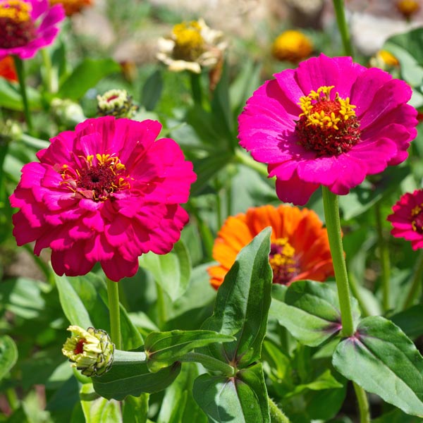 Flowers for summer color that take the heat • GreenView