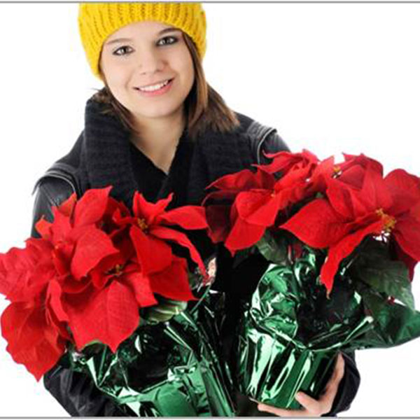 How to Care for Poinsettias After the Holidays • GreenView Fertilizer