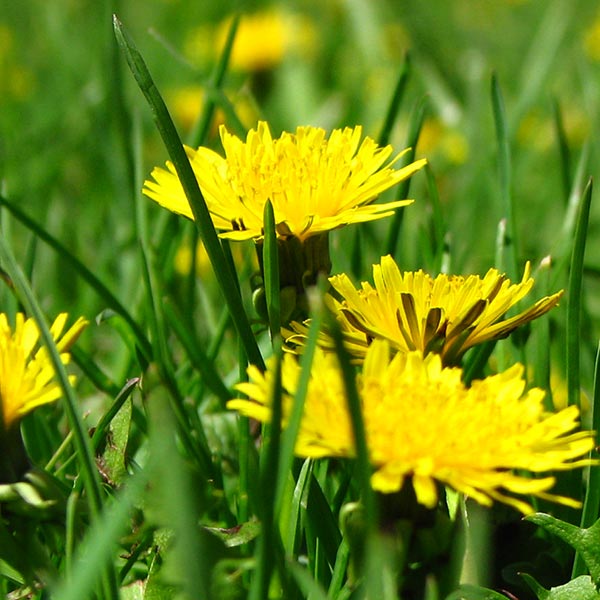 How to Control and Prevent Stubborn Weeds - Hometurf