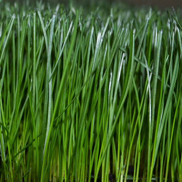 Planting a New Tall Fescue Stand? a Guide to Commercially Available Tall  Fescue Varieties