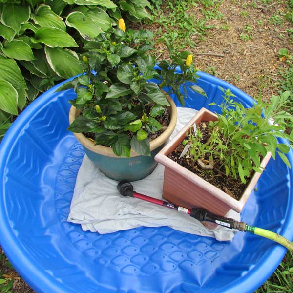 Vacation Plant Care • GreenView