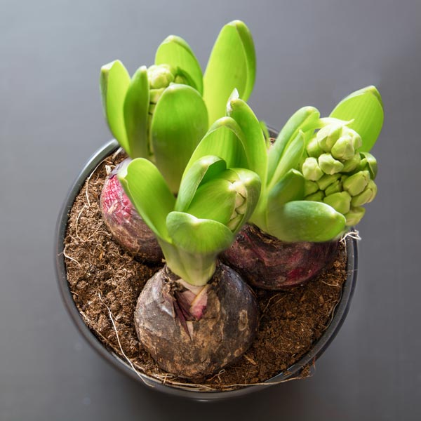 Forcing Spring Bulbs in Pots • GreenView