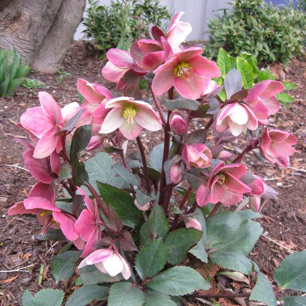 Hellebore plant discount