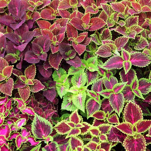 Coleus Colorful Foliage for Summer Pots • GreenView