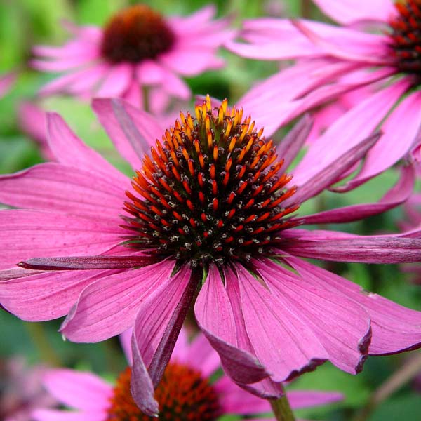 Purple Coneflowers A Native Bloomer for Birds and Butterflies • GreenView