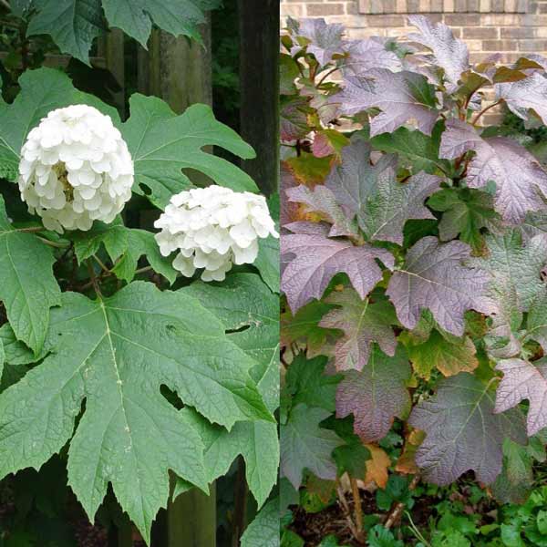 Five Shrubs for FourSeason Interest • GreenView