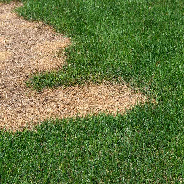 How To Fix Dead Patches And Fill Bare Spots In The Lawn • Greenview