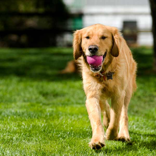 Is treated grass seed safe for dogs
