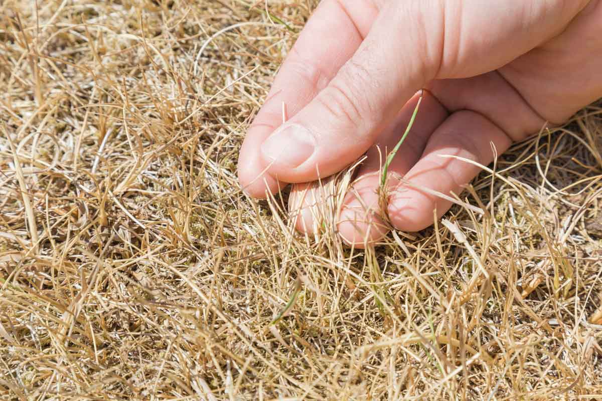 Should I replant my entire lawn?