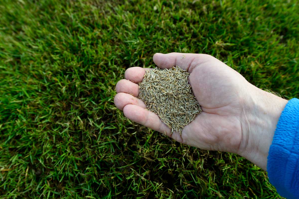 Is That Bag of Grass Seed Still Good? • GreenView Fertilizer