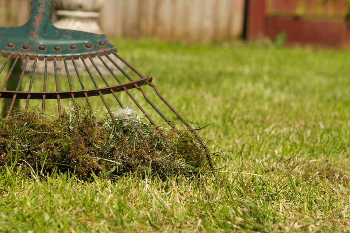 Why is Moss Growing in My Lawn? • GreenView Fertilizer