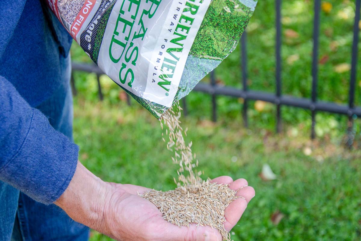 Grass seeds on sale