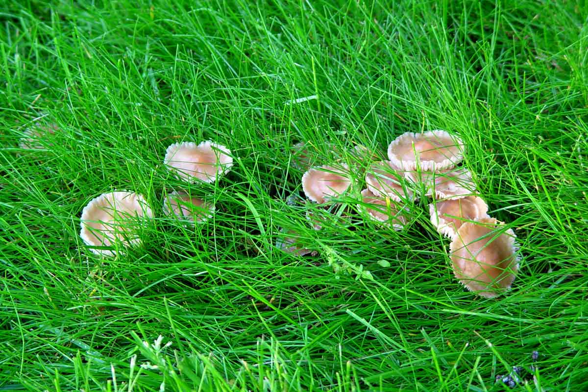 Why Are Mushrooms Coming Up in the Lawn? • GreenView