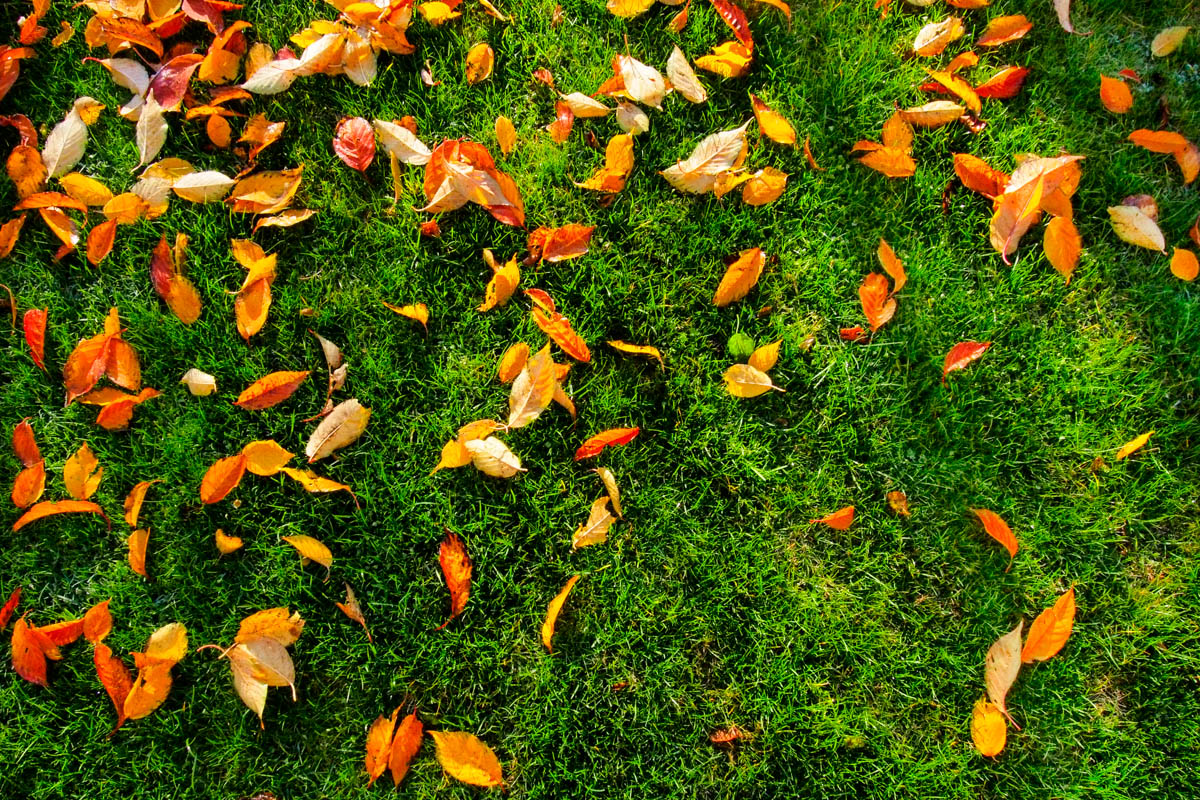 Fall Is a Good Time to Kill Perennial Lawn Weeds • GreenView