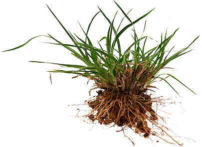 crabgrass plant no background