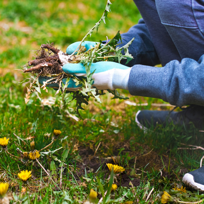 How to Get Rid of Dandelions in Your Lawn • GreenView