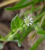 common chickweed