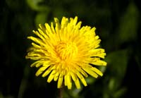 dandelion photo