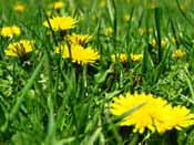 dandelion photo