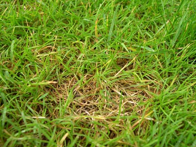 Dollar spot