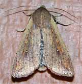 Fall armyworm moth