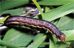 Fall armyworm