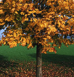Tree in the fall