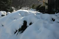 snow on evergreens