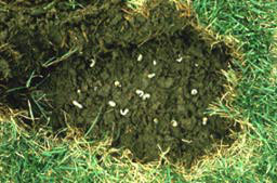 Photo of grubs in lawn