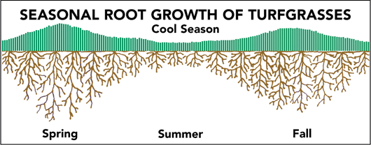 Seasonal Root Growth of Turfgrasses