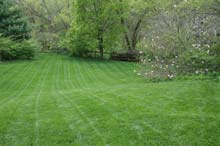 beautiful lawn