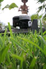 Mow grass high to help shade roots