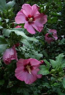 rose of sharon