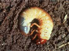White grub