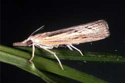 Sod webworm moth