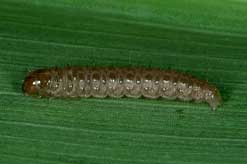 Sod webworm