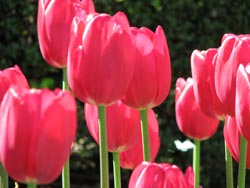 Divide early bloomers like tulips to double your spring display