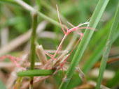 rich green lawn