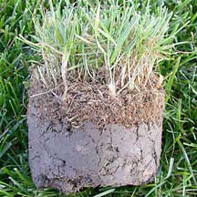 Fix bare spots by removing dead grass, loosening the soil and applying GreenView Lawn Repair.