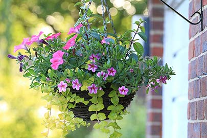 hanging baskets add eye-level color along a wall