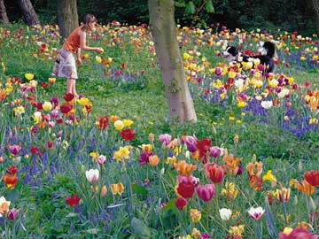 Bulb meadow