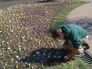Random bulb planting at Longwood Gardens
